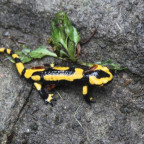 Salamander auf der Steilstrecke